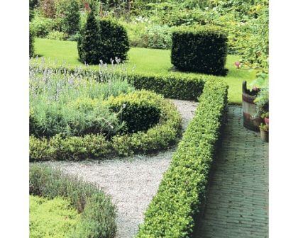 Arbust ornamental Buxus sempervirens, 20-30 cm