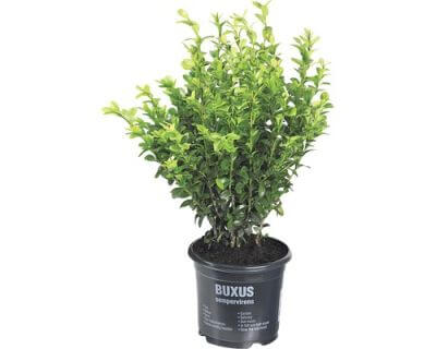 Arbust ornamental Buxus sempervirens, 20-30 cm