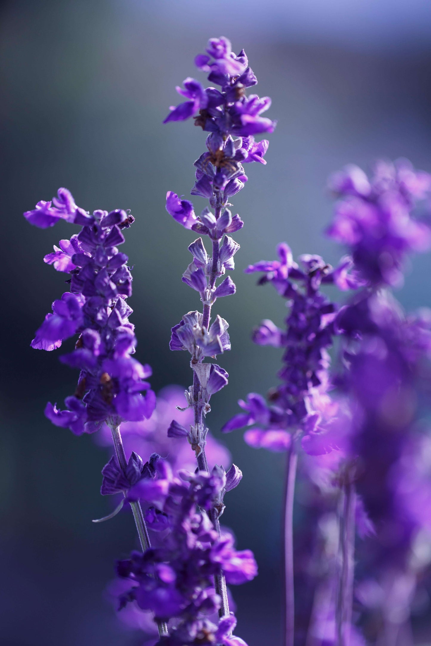 Butasi de Lavandă ANGUSTIFOLIA SEMPREVIS Lavanda Mov 20-30cm