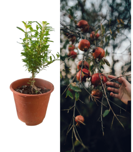 Rodie in ghiveci 15-20 cm (Punica Granatum)